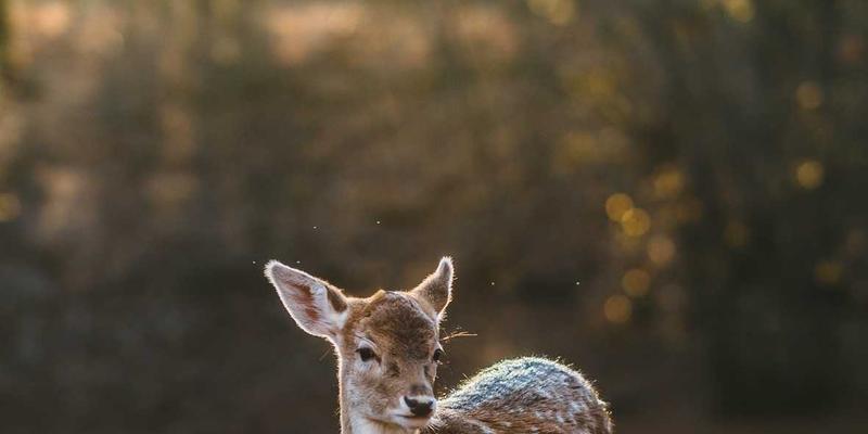 香港环球是什么?深度解析这家香港物流公司如何驱动国际贸易与全球货运