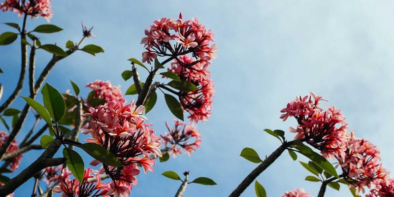 香港环球航空枢纽：全球货运网络与供应链管理的战略优势分析