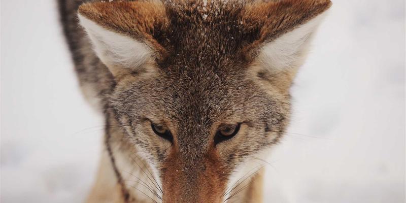 香港环球艺术品与收藏品仓储物流：高端资产的安全保管与跨境运输解决方案